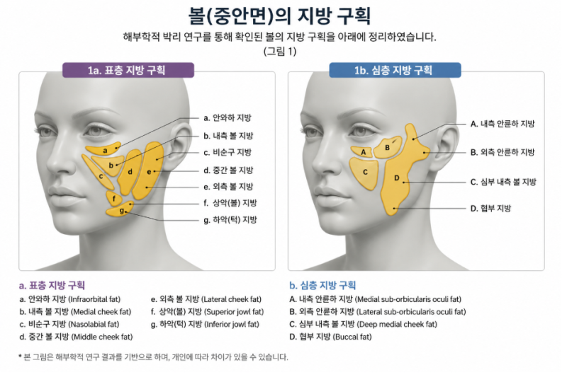 옆볼필러, 광대 축소 없이 ‘면접프리패스상’ 만드는 한 끗 차이 사진 7