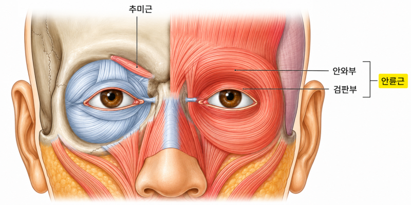 눈가 잔주름, 근육부터 보는 이유 — 루메니스 EyeLift Symposium 발표 정리 사진 11